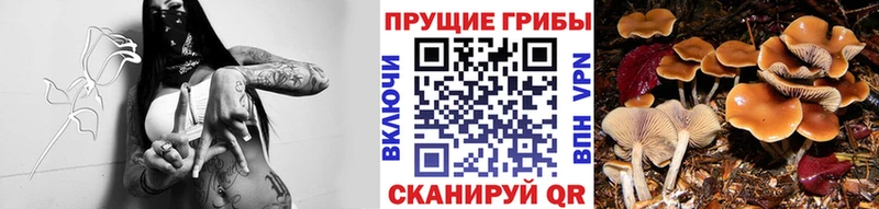 Галлюциногенные грибы Psilocybe  Красноперекопск 